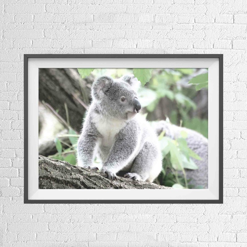 AUSTRALIAN NATIVE KOALA BEAR ANIMAL POSTER PICTURE PRINT Sizes A5