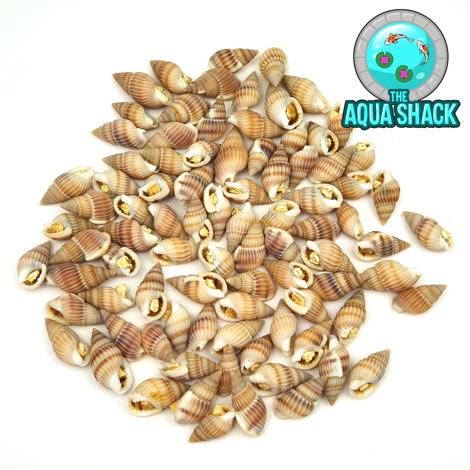 The Aqua Shack Snails in Shell - Freeze Dried Fish Food for