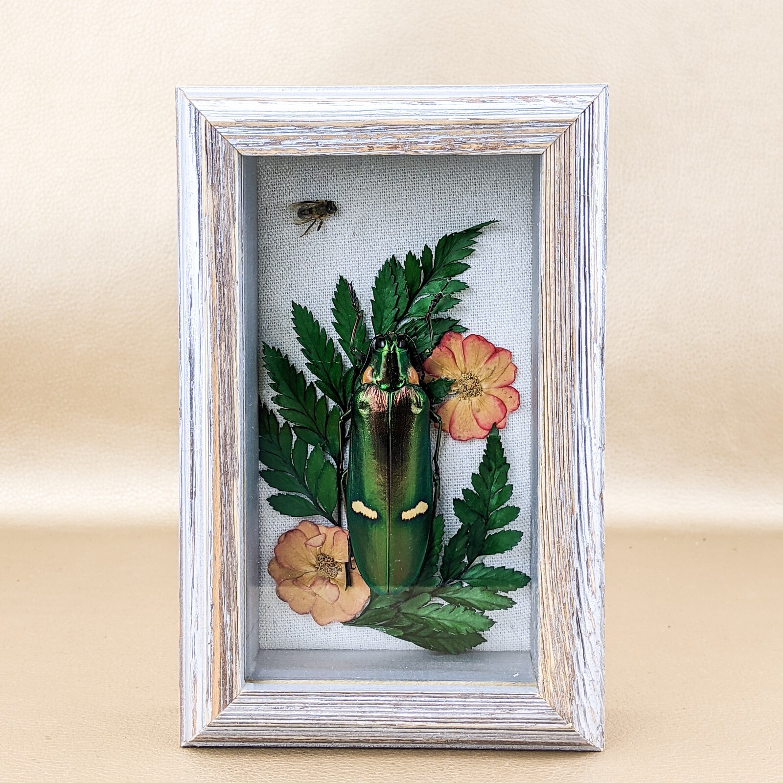 N23 (MB) Gigantic Metallic Jewel Beetle Entomology Taxidermy