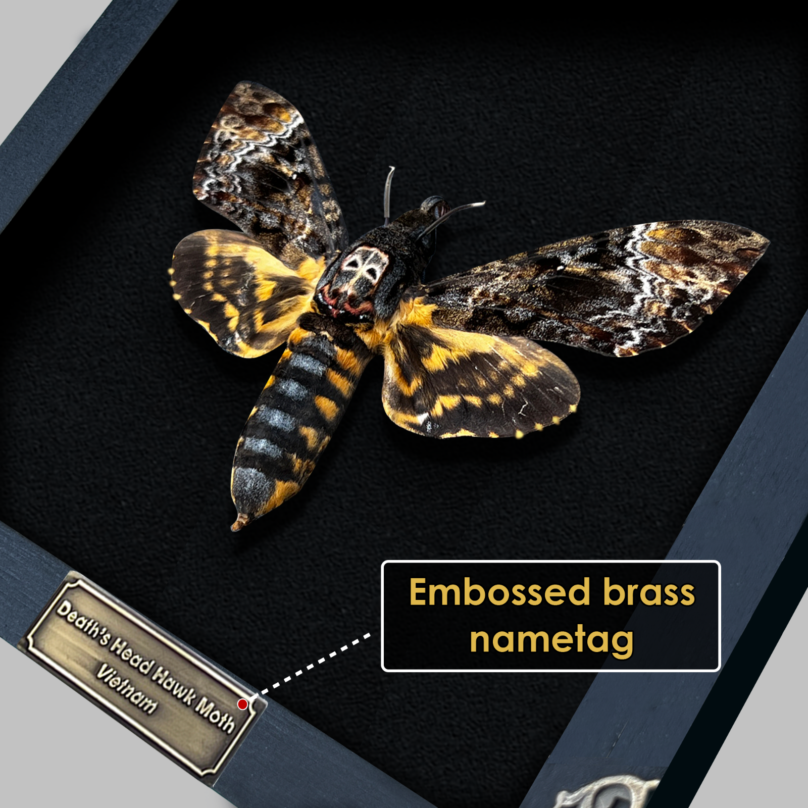 Real Death Head Moth Skull Acherontia Butterfly Insect Frame Taxidermy Taxadermy