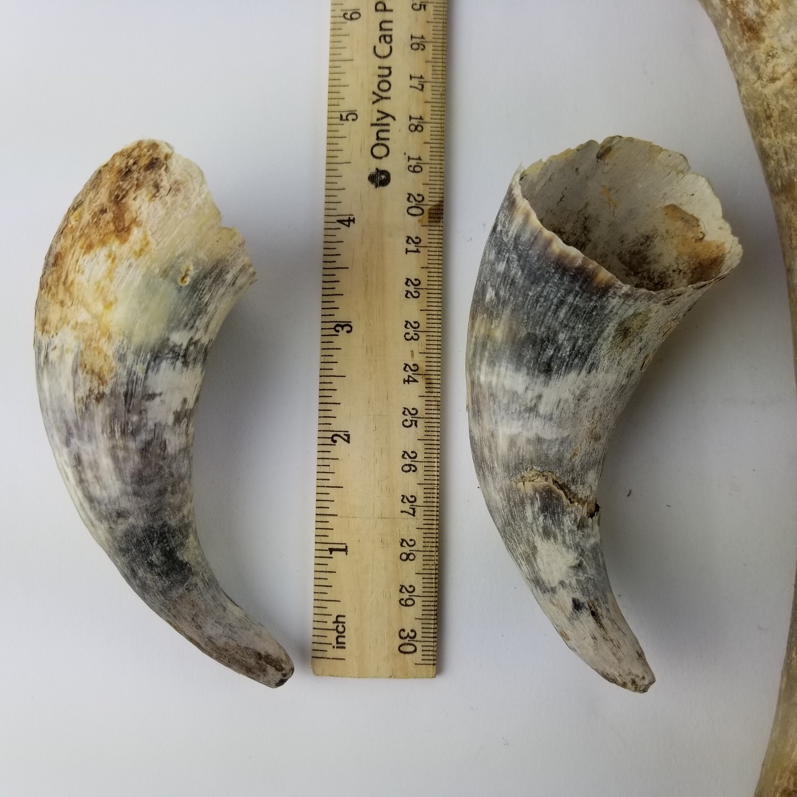 Raw Steer Cow Horn Lot of 5 Unfinished Scrimshaw Taxidermy Carving Craft Powder