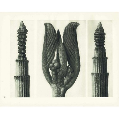 1929 WINTER HORSETAIL Print - Karl Blossfeldt - Plant Flower - 9.5 x 12 Inches