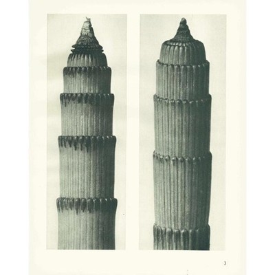 1929 ROUGH HORSETAIL Print - Karl Blossfeldt - Plant Flower Tree - 9.5 x 12 Inch