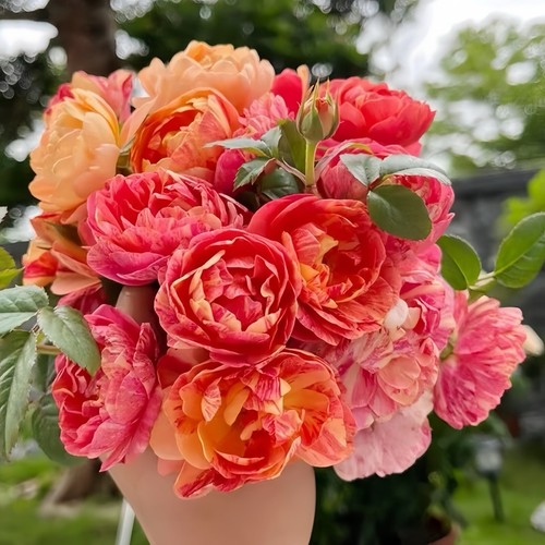 $_12.JPG?set_id=880000500F