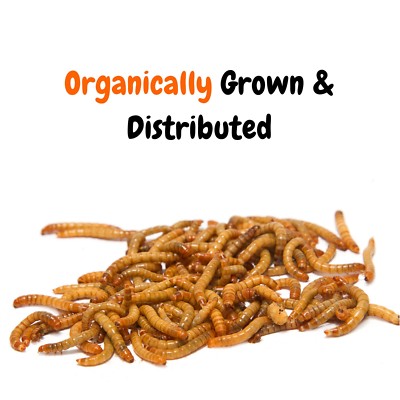 Live Mealworms - Grown Organic Meal Worms for Reptiles - 500 Bulk Feeder Insects