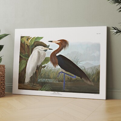 Purple Heron, Birds of America Paintings John Audubon Canvas Wall Art Print