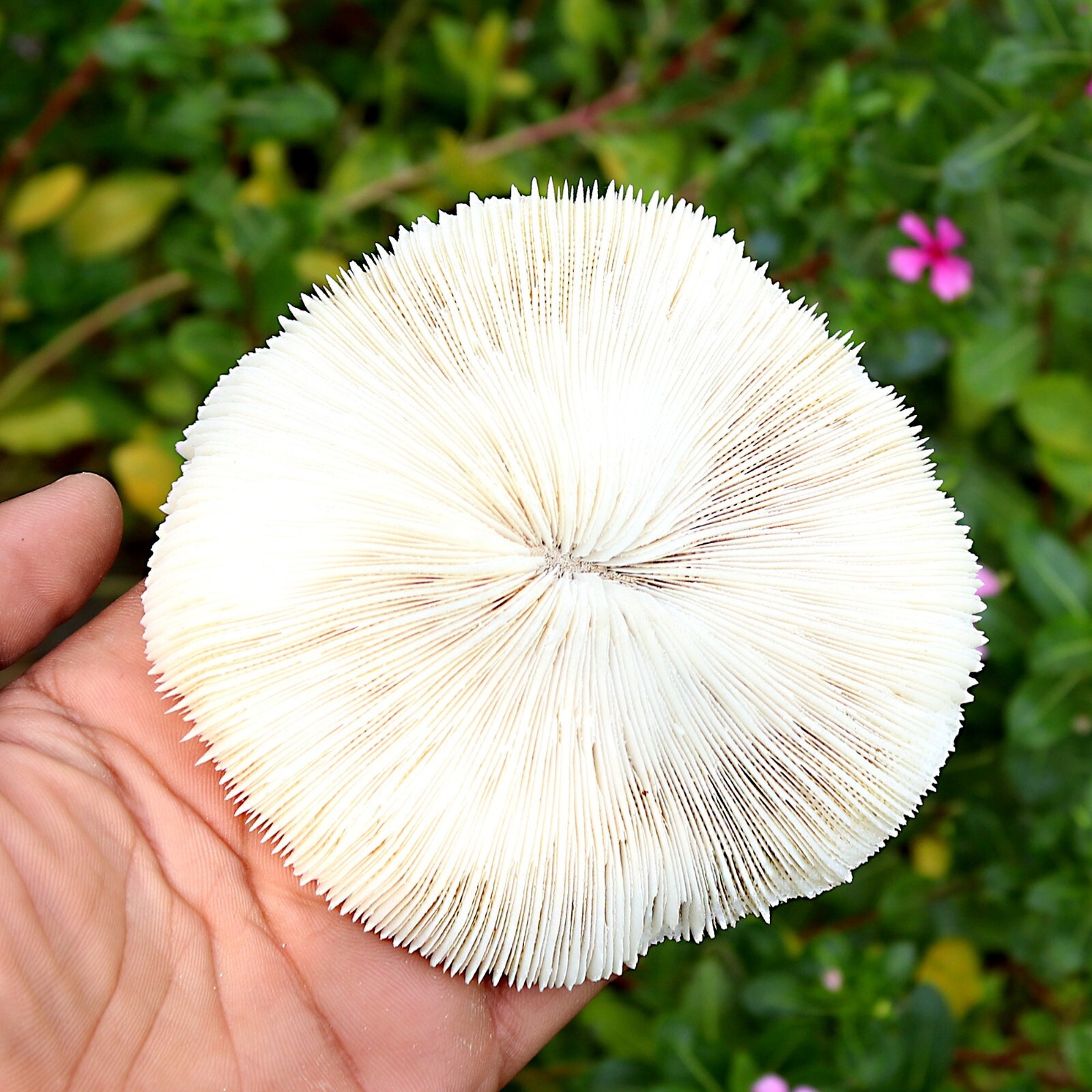 Top! Mushroom Coral Sea Shell Bulk-Coastal Home Decor White