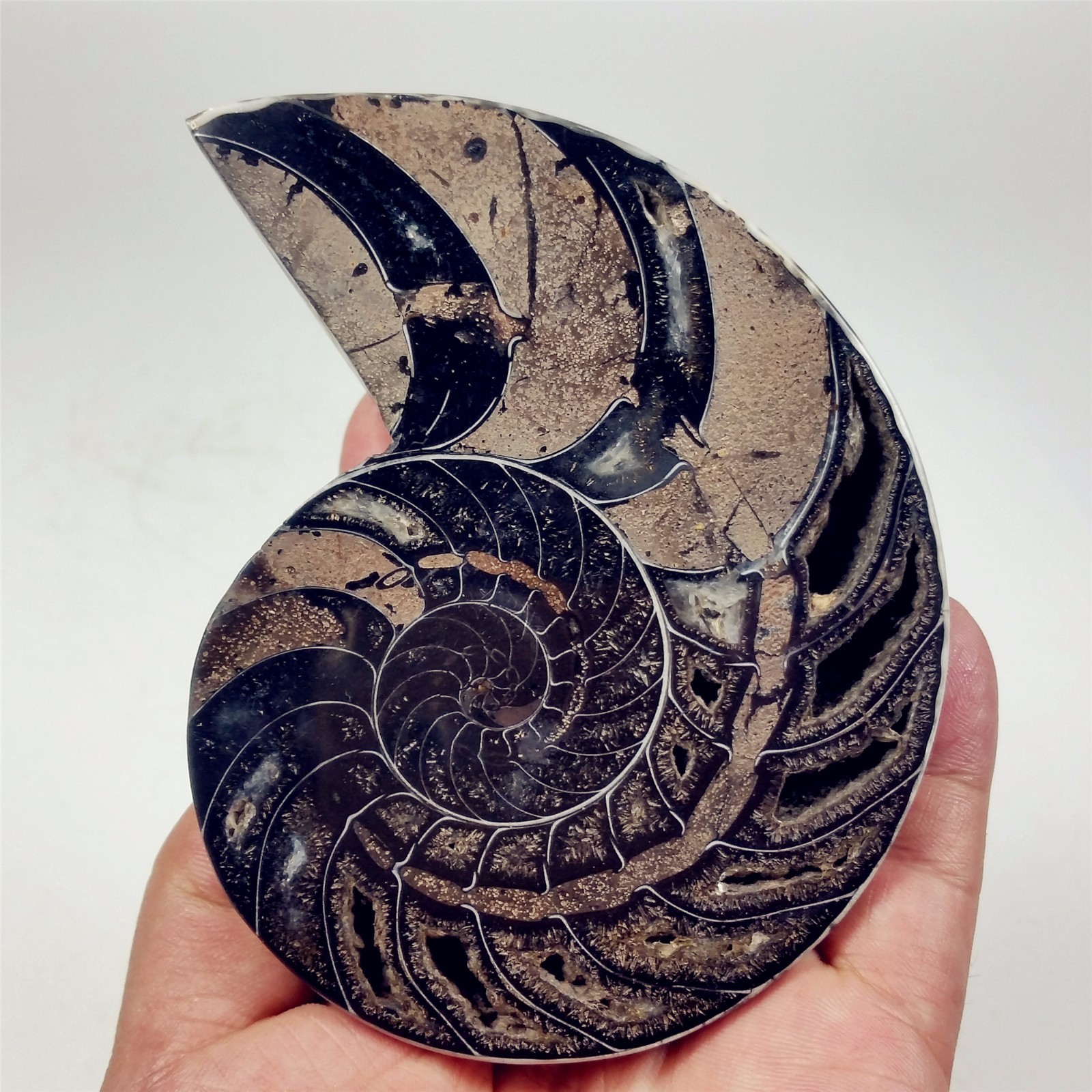 11LB Rare! Natural Tentacle Ammonite Fossil Specimen Shell Healing In Madagascar - Foto 5