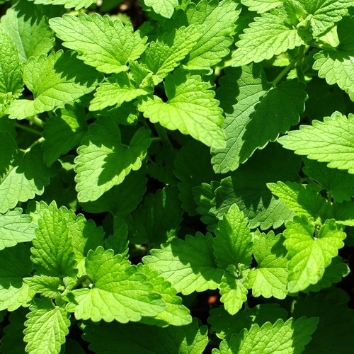 ECHTE KATZENMINZE 300+ Samen NEPETA CATARIA Duft WINTERHART Catnip seeds