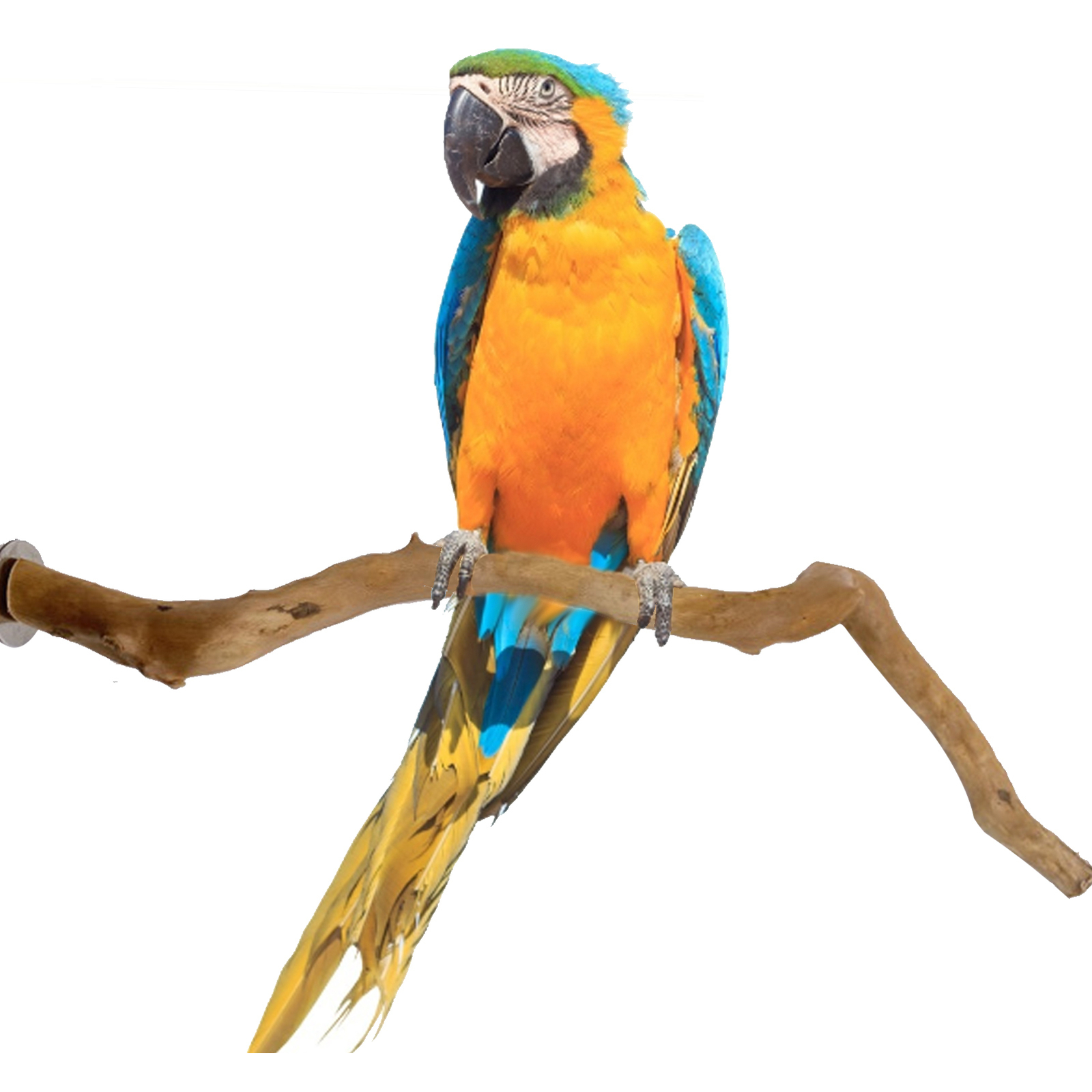 Perch For Budgie, Finch, Parrot
