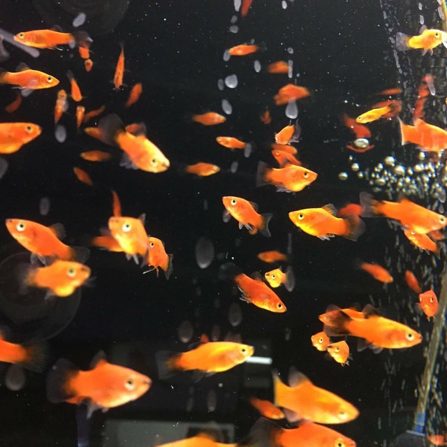 Tropical and Coldwater Fish for SALE. 2 Aquarium Stores. Fish