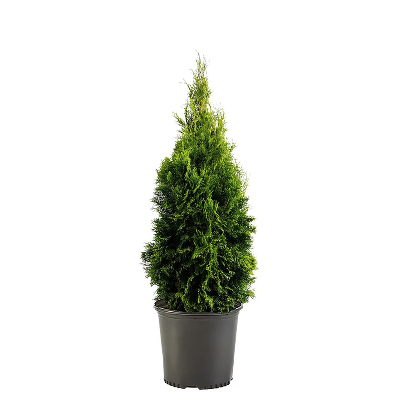 2.5 Quart Emerald Green Arborvitae Live Shrub