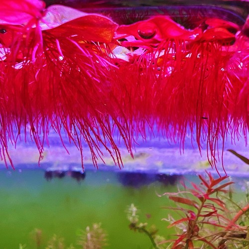 60+ Leaf Red Root Floaters Live  Aquarium Floating Plant Buy 2 Get 1 Free