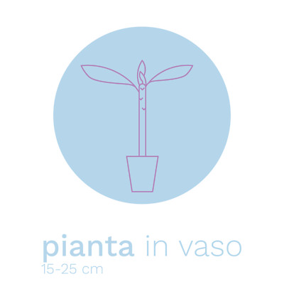 Plumeria CANCUN PINK Cutting & Plant - pomelia rosa profumata frangipani messico