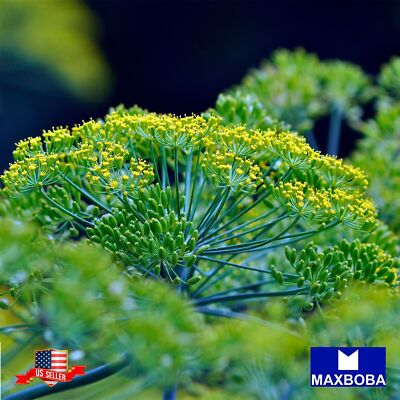 Fresh!! Dill Herb Seeds - Bouquet Anethum Non-GMO Heirloom Garden