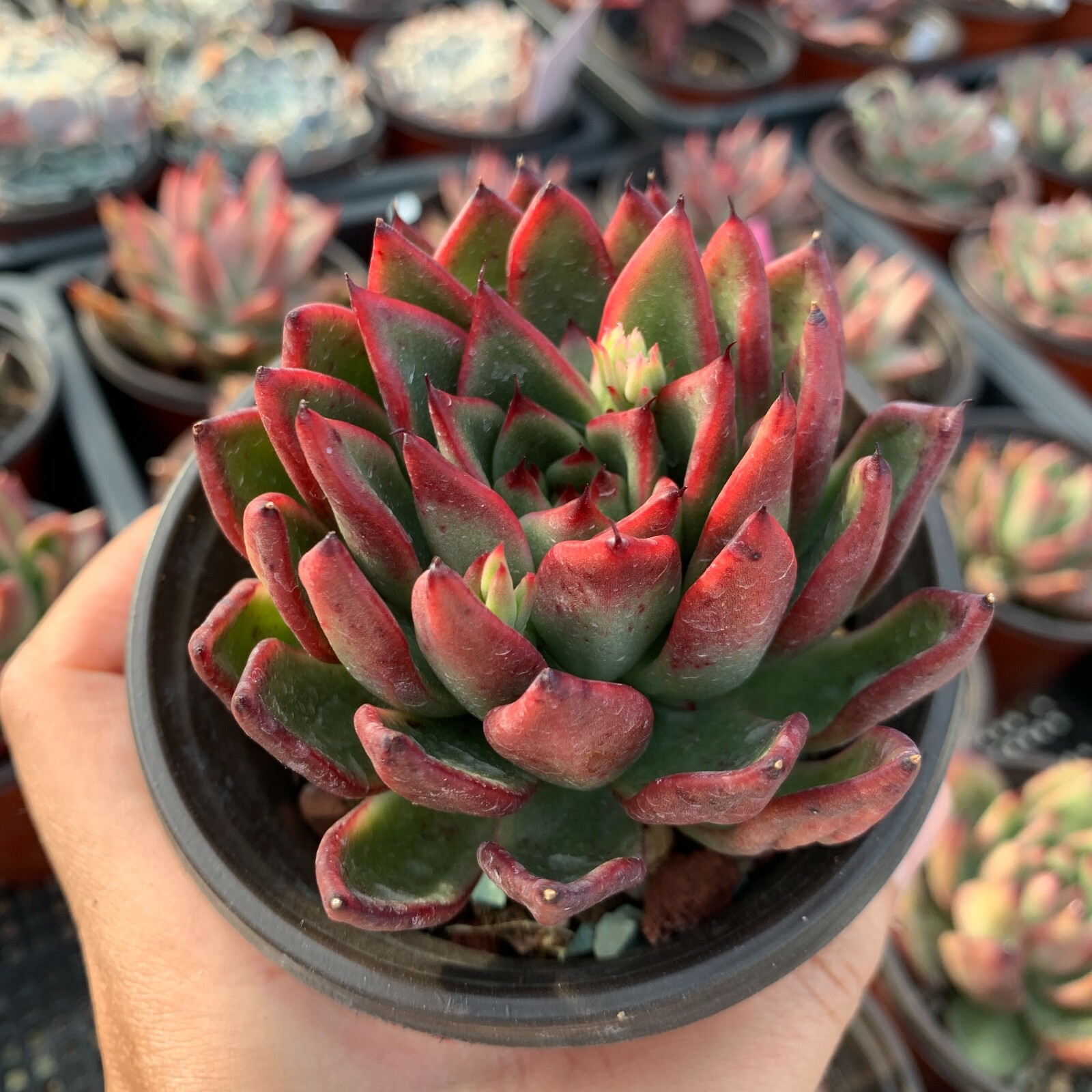 Echeveria Agavoides Red Edge 红边东云 - Succulents Delight Echeveria Agavoides Red Edge 红边东云 - Succulents Delight