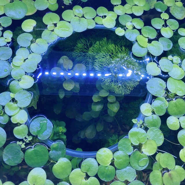 Aquatic Plant Separator (Feeding Ring) Aquarium Floating Plants | Pet