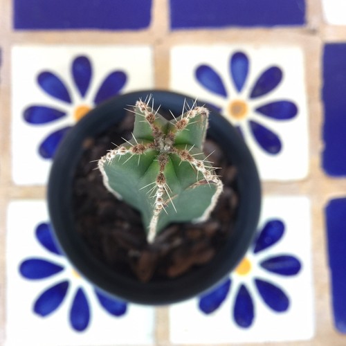 Mexican Fencepost Cactus Plant Pachycereus Marginatus Fully Rooted Cutting