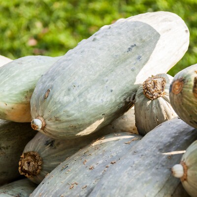Kürbis BLUE BANANA 10 Samen cucurbita maxima historische Sorte aus Guatemala