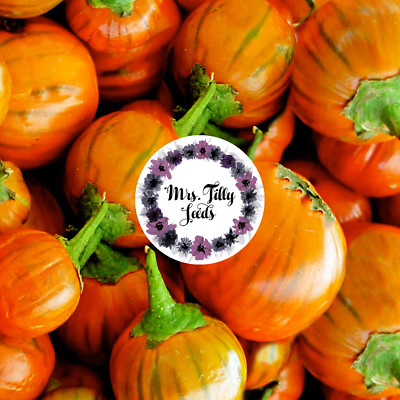 Aubergine TÜRKISCHE ORANGE10  frische Samen Exotisch schönste Sorte mehrjährig