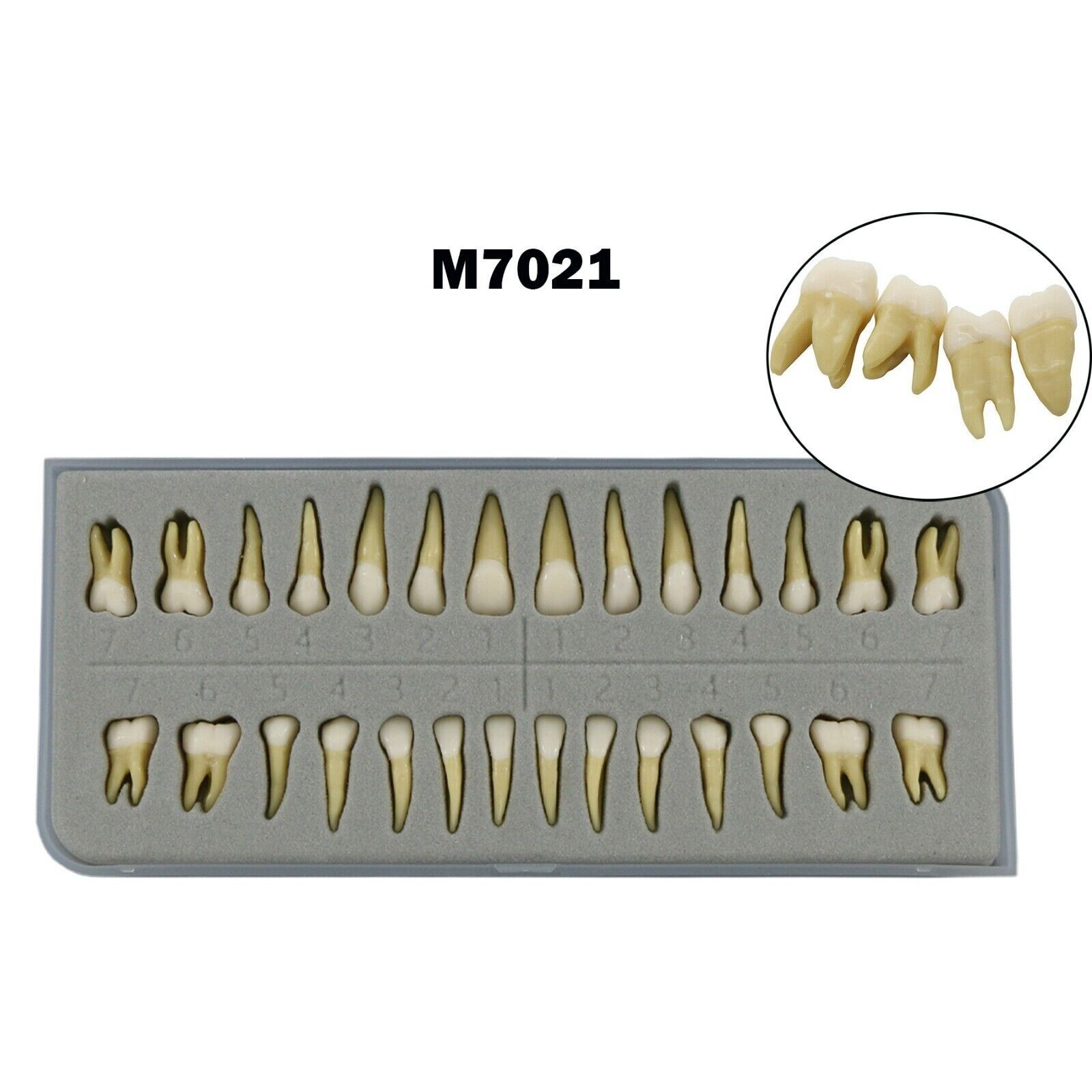 28Pcs Dental 1:1 Permanent Teeth Teach Study Model Demo for