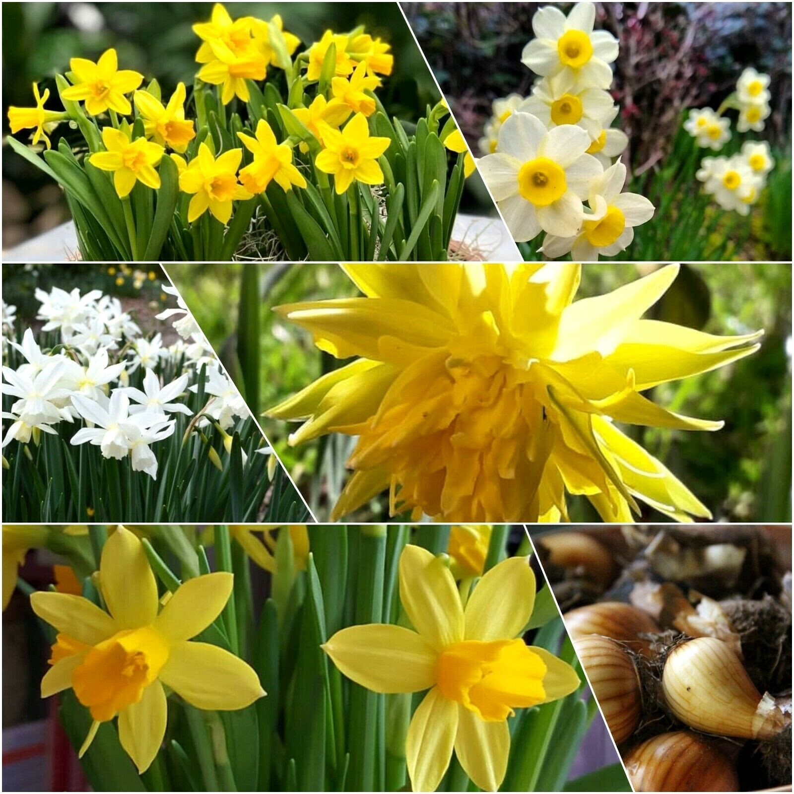 Details About Daffodil Bulbs Narcissusmixed Miniature Dwarf Spring Flowering Tete A Tete