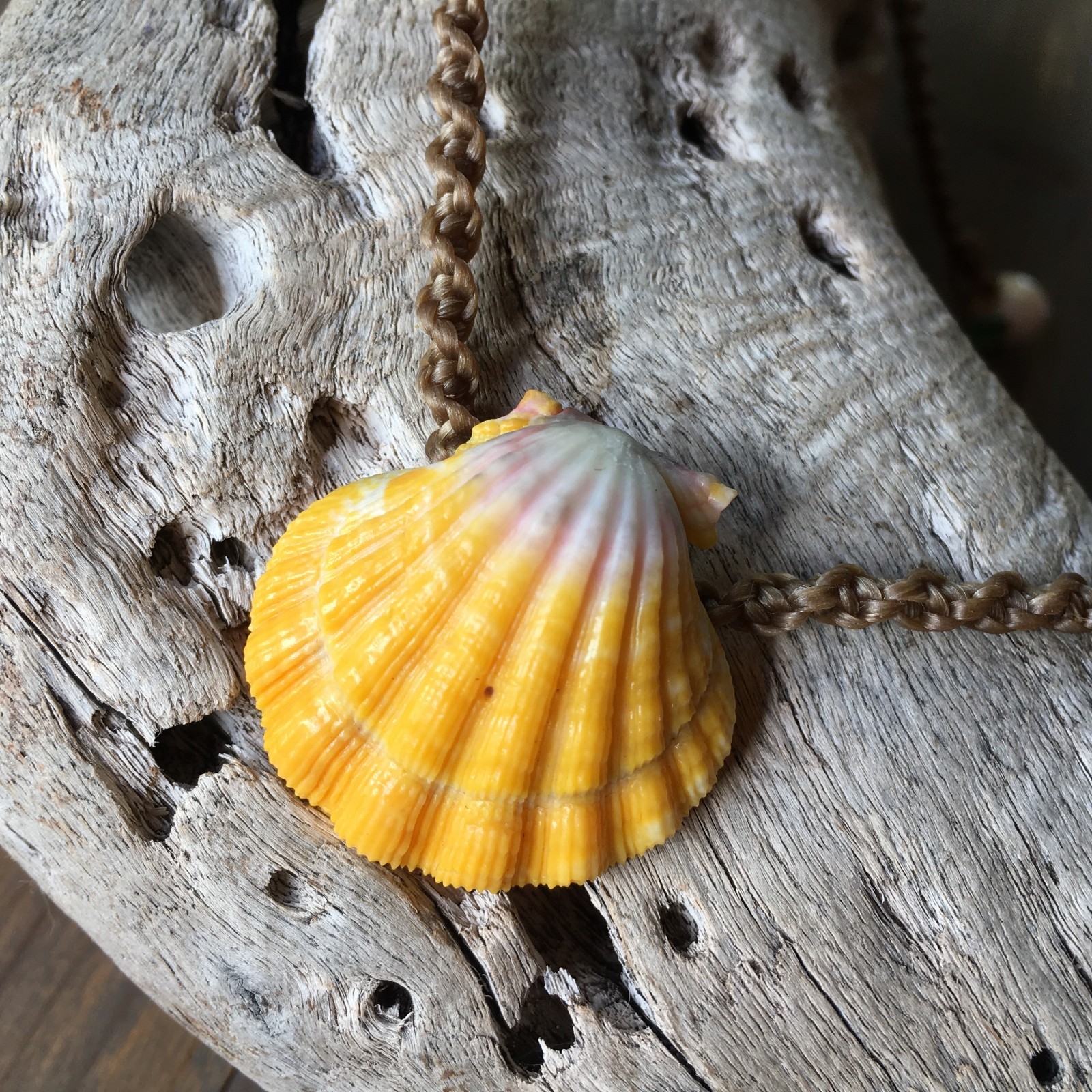 Classic Hawaiian sunrise shell necklace with ridge and a touch of gray