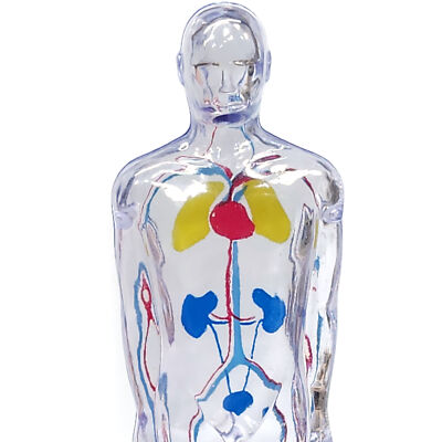 1968 Diuril Drug Rep Advertising Clear Human Body Figure Blood Pressure Medicine