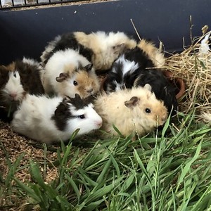 Guinea Pig Babies-Texel, Abyssinians, Long hair & Smooth  