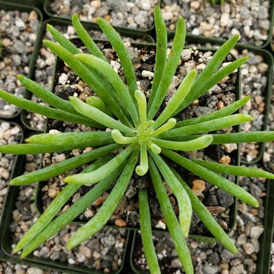 Senecio vitalis Cactus Cacti Succulent Real Live Plant