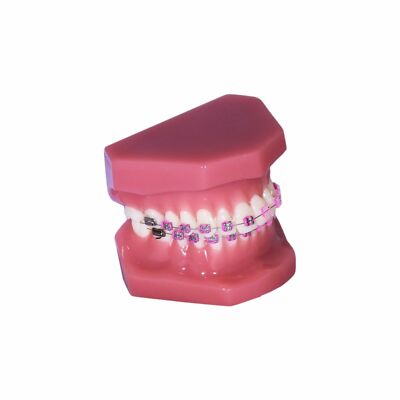Redland B6-02 Dental Demonstration Teeth Educational Model