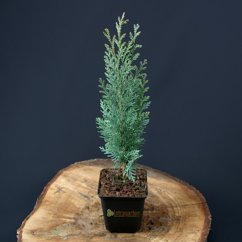 Chamaecyparis Columnaris Blaue Scheinzypresse Winterhart 10-20cm