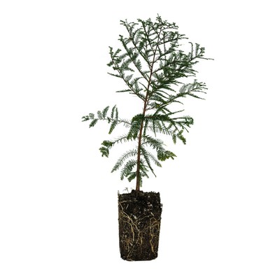 Montezuma Cypress | XL Tree Seedling | The Jonsteen Company