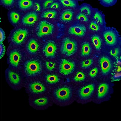 Bob Marley Zoanthids WYSIWYG Live Coral Frag (Combined Ship/Free Ship Over $300)