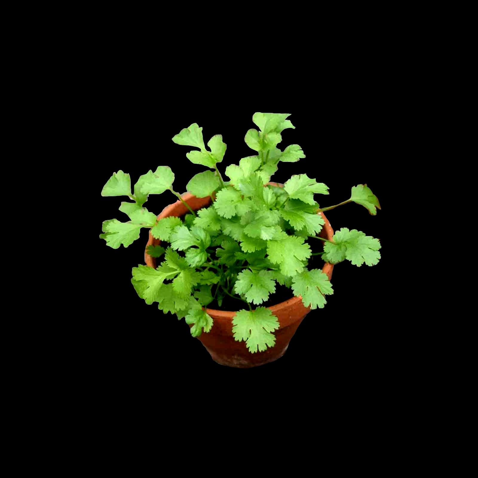 300+ CILANTRO SEEDS MEXICAN CORIANDER HERB PEST REPELLENT SLOWBOLT HEIRLOOM USA