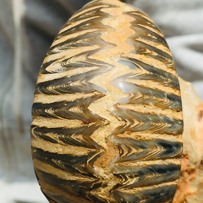 398g Rare Especial Ammonite Zipper Clam Fossil Cretaceous Collection Specimen