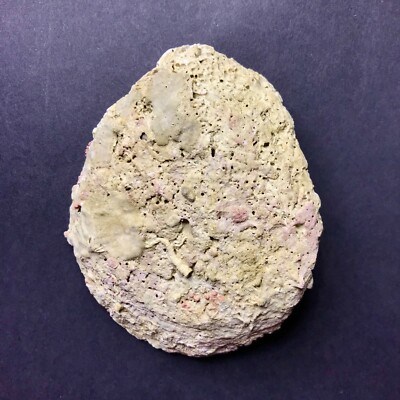 SPONDYLUS SP valve remains - old petrified seashell / aquarium fish tank supply