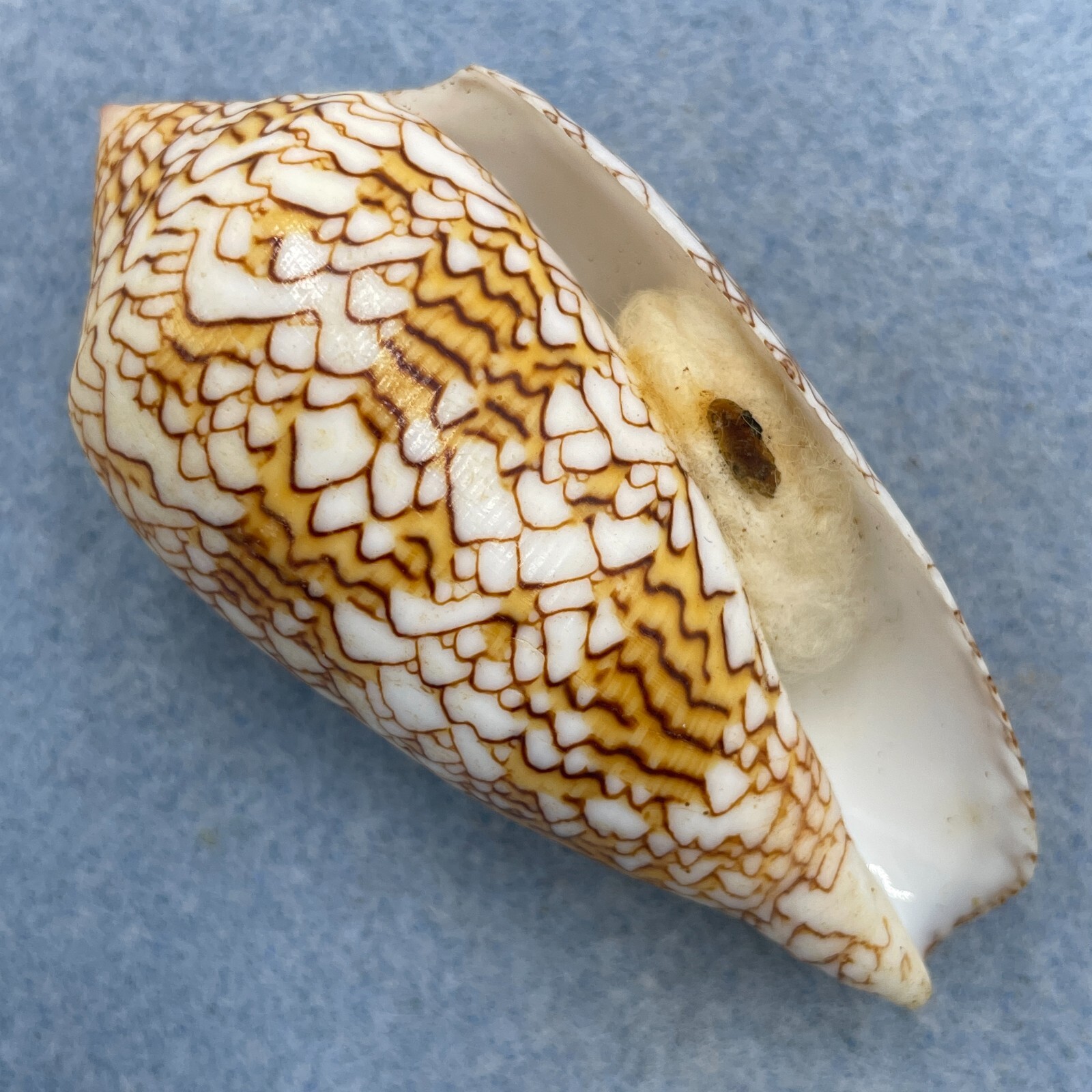 4 Conus textile 70.5mm F++ W/O Seragoki Reef, Japan SCUBA 15