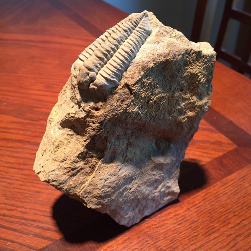 Large Museum Quality Trilobite Matrix Death Plate Fossil Kankakee, Illinois