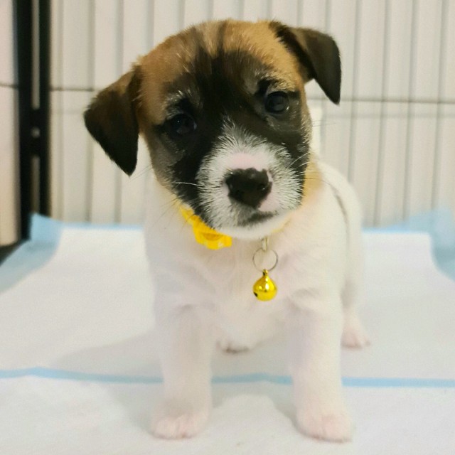 PUREBRED BROKEN COAT JACK RUSSELL TERRIER PUPPY 🐾 Dogs & Puppies Gumtree Australia North