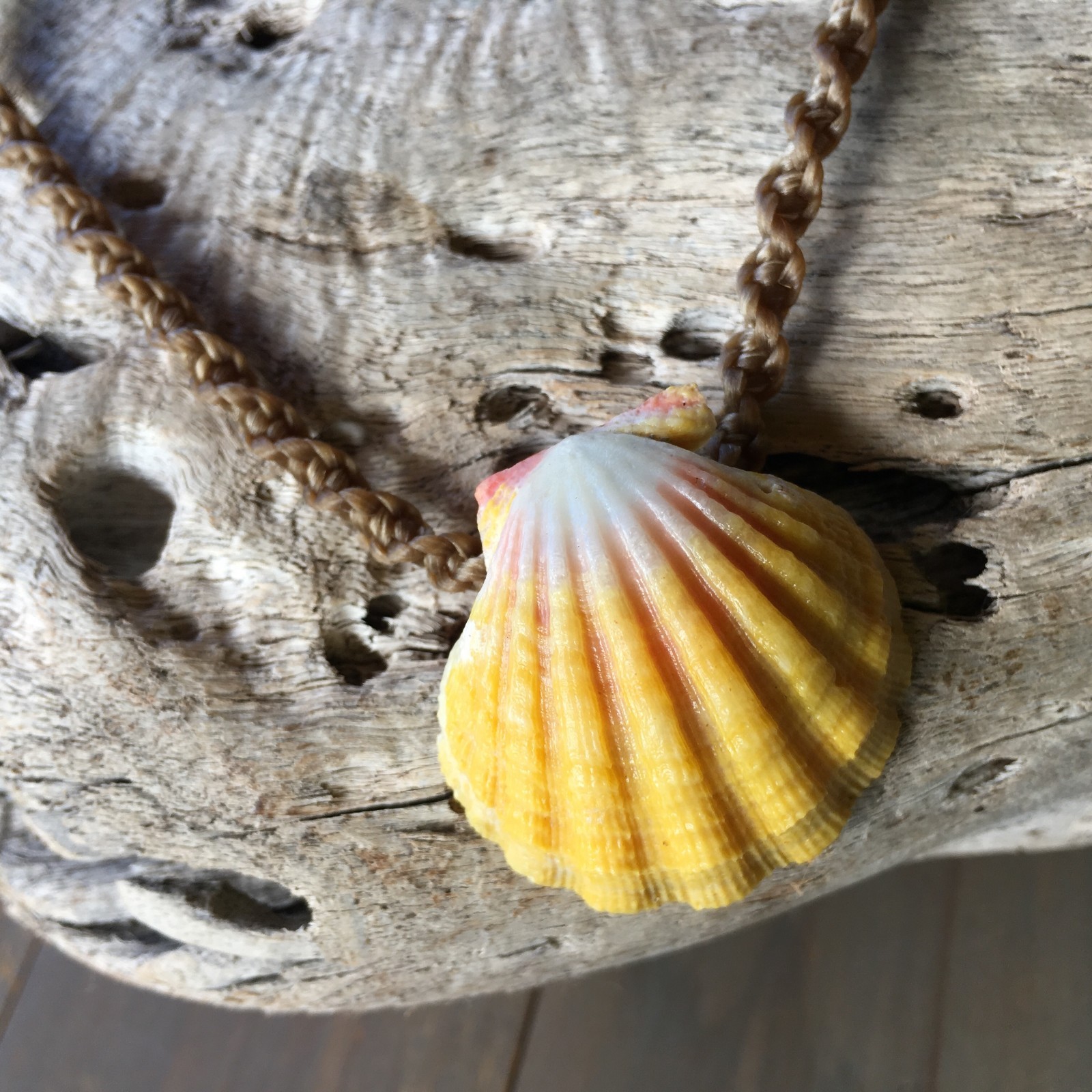 Classic Hawaiian sunrise shell necklace with ridges