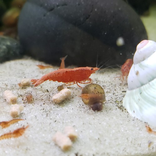 10 + 2 Red Cherry Shrimp neocaridina homebred freshwater fish live invertebrate