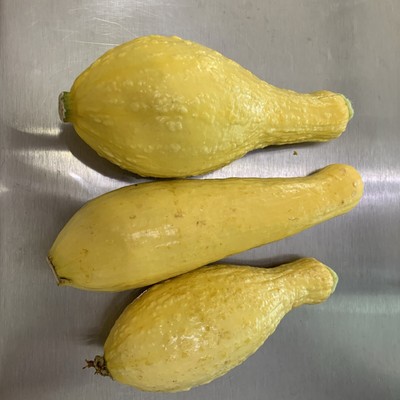 Farm fresh yellow summer squash!