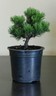 Pinus mugo 