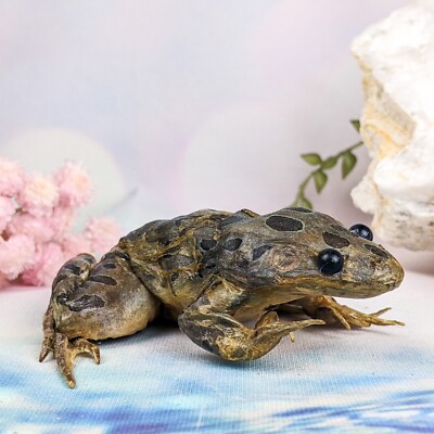 p41e (LS) Leopard Frog taxidermy Specimen oddities Curiosities collectible dsply
