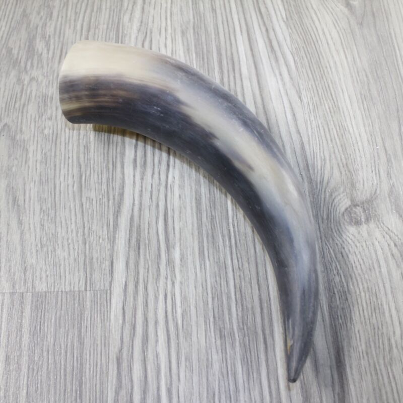 1 Raw Unfinished Cow Horn #1145 Natural Colored