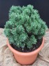 Zwergkiefer Pinus mugo Mini Mops 15-20cm Nadelgehölz Zwergsorte