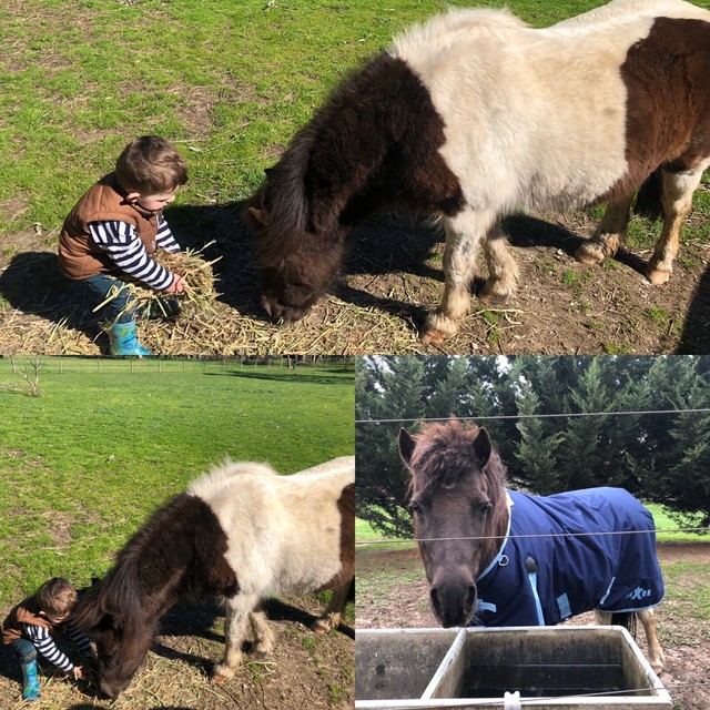 Shetland pony Horses &amp; Ponies Gumtree Australia 