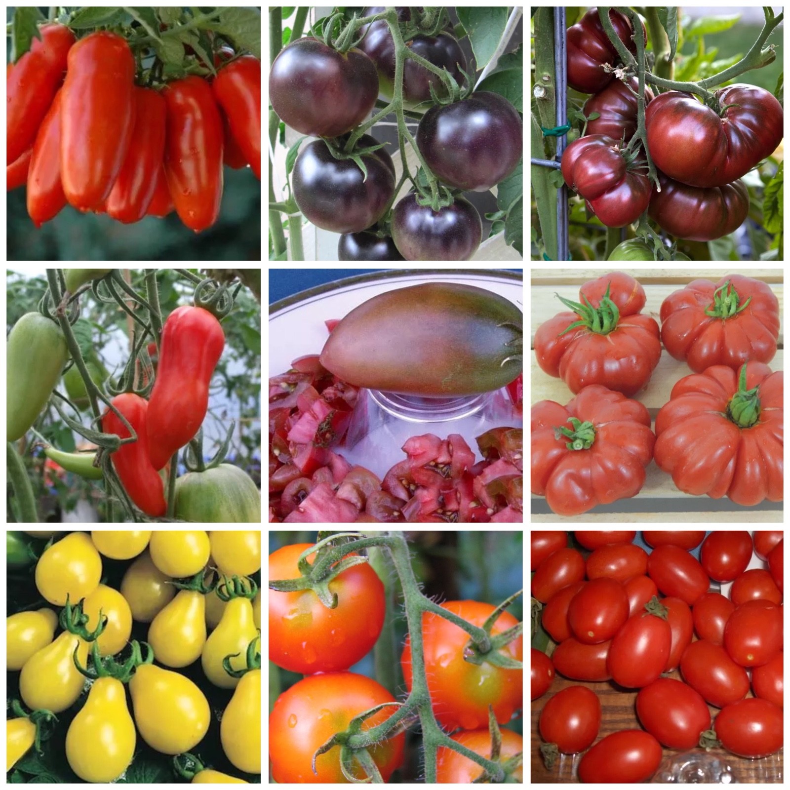 Tomatensorten Test Vergleich +++ Tomatensorten günstig kaufen!