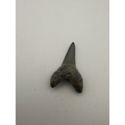 Fossilized Shark Tooth Specimen Natural Prehistoric Mako Fossil Gray Black
